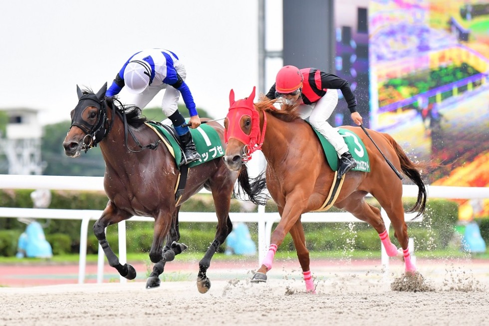 日刊スポーツ杯 第47回クイーンカップ」競走の結果 | 笠松けいば
